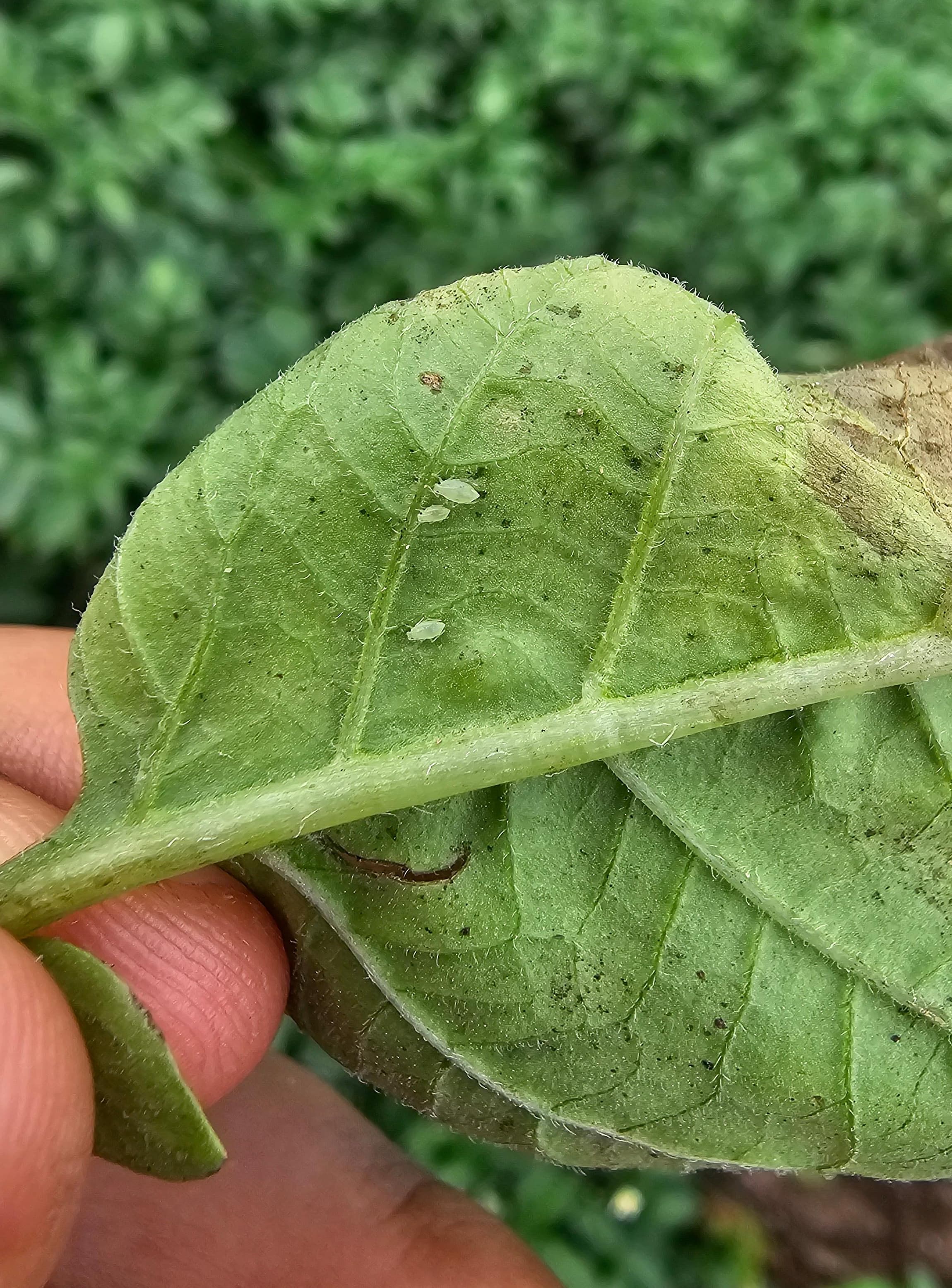 Potatoes aphids Miguel Raya.JPG